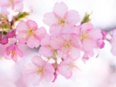 Прогноз цветения сакуры на 2020 год. Ханами начнется раньше!