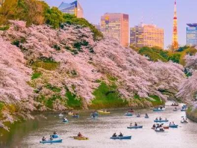 Японская весна 2020. Пять лучших фестивалей сакуры в Токио