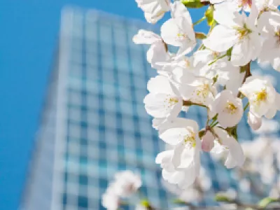 Мир сакуры: отпуск в раю