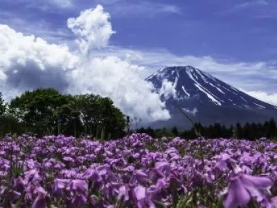 Самые популярные места для любования цветами в Японии