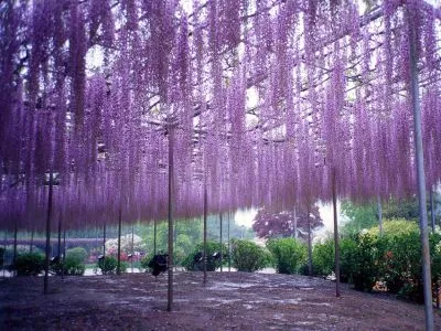 20 популярных мест в Японии, где можно любоваться цветением глицинии