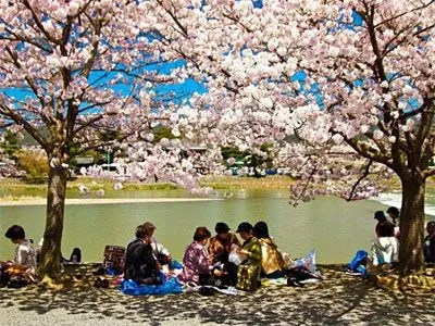 О-ханами — ежегодный праздник цветения сакуры в Японии