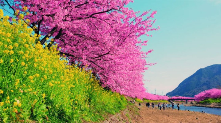 Фестиваль цветения сакуры в Кавадзу