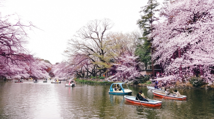 Сакура в парке Инокасира