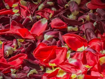 Икебана из 150 тысяч лепестков тюльпанов