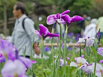 В поисках самого красивого ириса