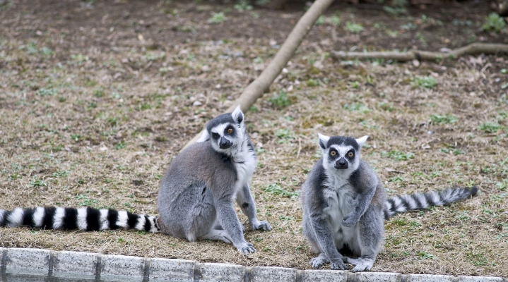 Зоологический парк Тиба