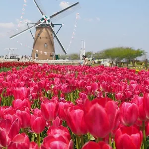 Голландская деревня