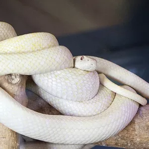 Живой уголок с белыми змеями